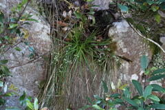 Ornithogalum schlechterianum