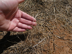 Tripogonella loliiformis