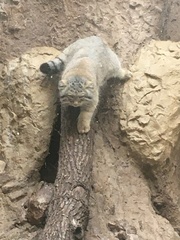 Otocolobus manul