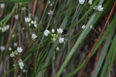 Ornithogalum schlechterianum