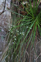 Ornithogalum schlechterianum