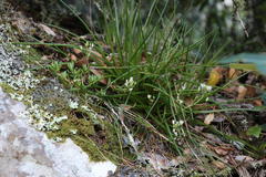 Ornithogalum schlechterianum