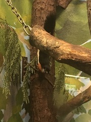 Callosciurus prevostii