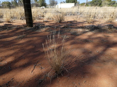 Enneapogon polyphyllus