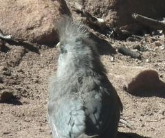 Colius striatus minor