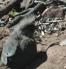 Colius striatus minor