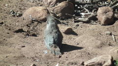 Colius striatus minor