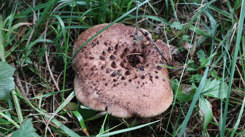 jelenkovec škridlicovitý (Sarcodon imbricatus)