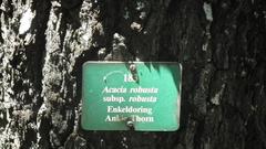 Vachellia robusta robusta