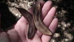 Vachellia robusta robusta