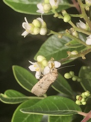 Elaphria fuscimacula