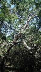 Vachellia robusta robusta