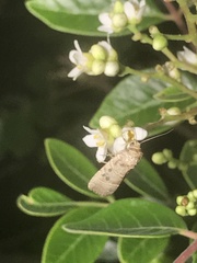 Elaphria fuscimacula