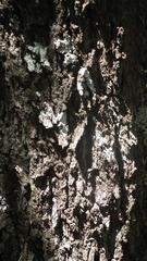 Vachellia robusta robusta