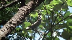 Vachellia robusta robusta