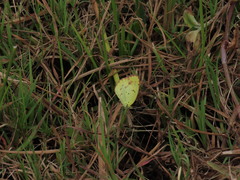 Pyrisitia lisa centralis