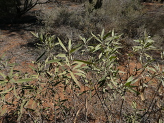Myoporum montanum