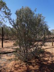 Acacia colei