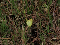 Pyrisitia lisa centralis