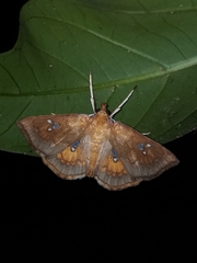 Cacographis osteolalis