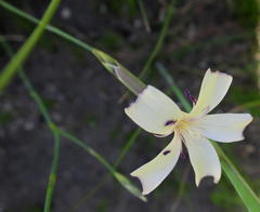 Dianthus caespitosus caespitosus