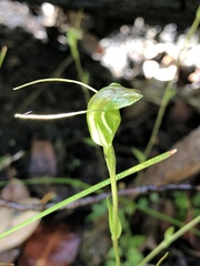 Pterostylis crispula