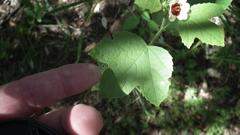 Hibiscus calyphyllus