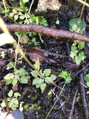 Pterostylis crispula