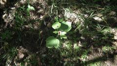 Hibiscus calyphyllus