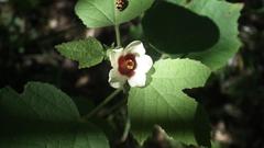 Hibiscus calyphyllus