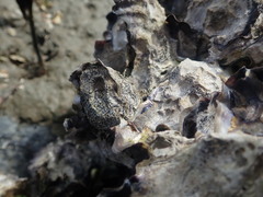 Collemopsidium ostrearum