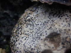 Collemopsidium ostrearum