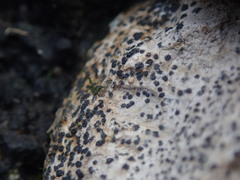 Collemopsidium ostrearum