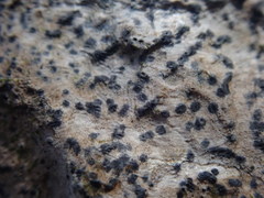 Collemopsidium ostrearum