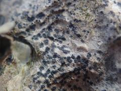 Collemopsidium ostrearum