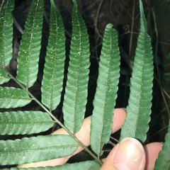 Bolbitis angustipinna