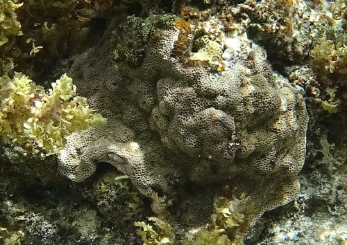 Montipora foveolata observed 2021-10-02