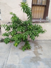 Cestrum laevigatum