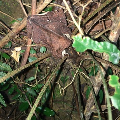 Bolbitis angustipinna