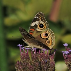 Junonia grisea