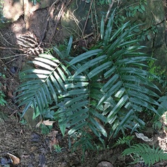 Bolbitis angustipinna