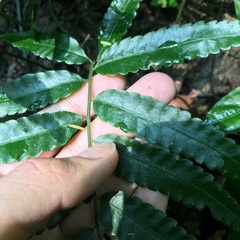 Bolbitis angustipinna