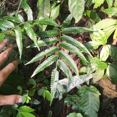 Bolbitis angustipinna