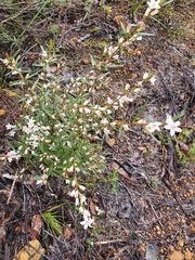Crowea angustifolia