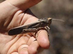 Puncticornia puncticornis