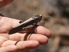 Puncticornia puncticornis