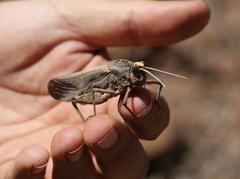 Puncticornia puncticornis