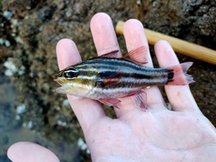 Ostorhinchus limenus