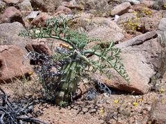 Pelargonium paniculatum image