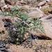 Baobab Storksbill - Photo (c) Jean Audissou, some rights reserved (CC BY-NC), uploaded by Jean Audissou